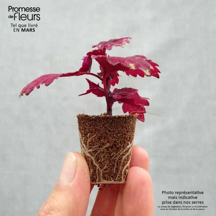 Solenostemon FlameThrower Salsa Roja Plug plant 3/4cm sample as delivered in spring