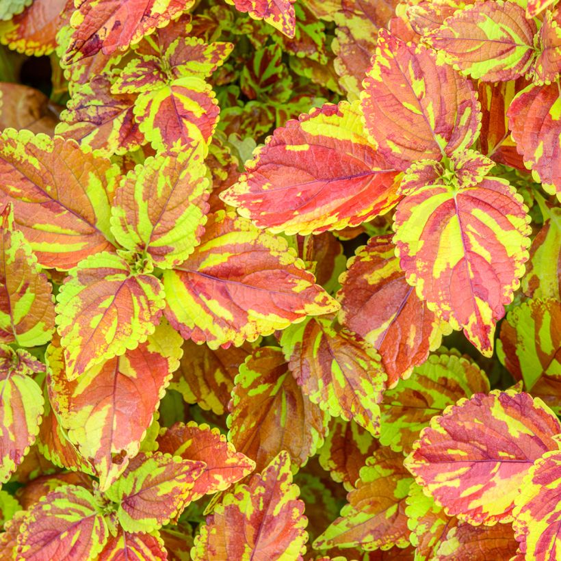 Solenostemon Golden Freckles (Foliage)