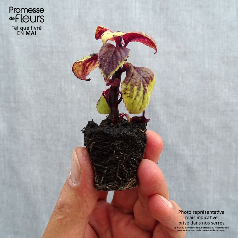 Solenostemon Pineapple Surprise Plug plant 3/4cm sample as delivered in spring