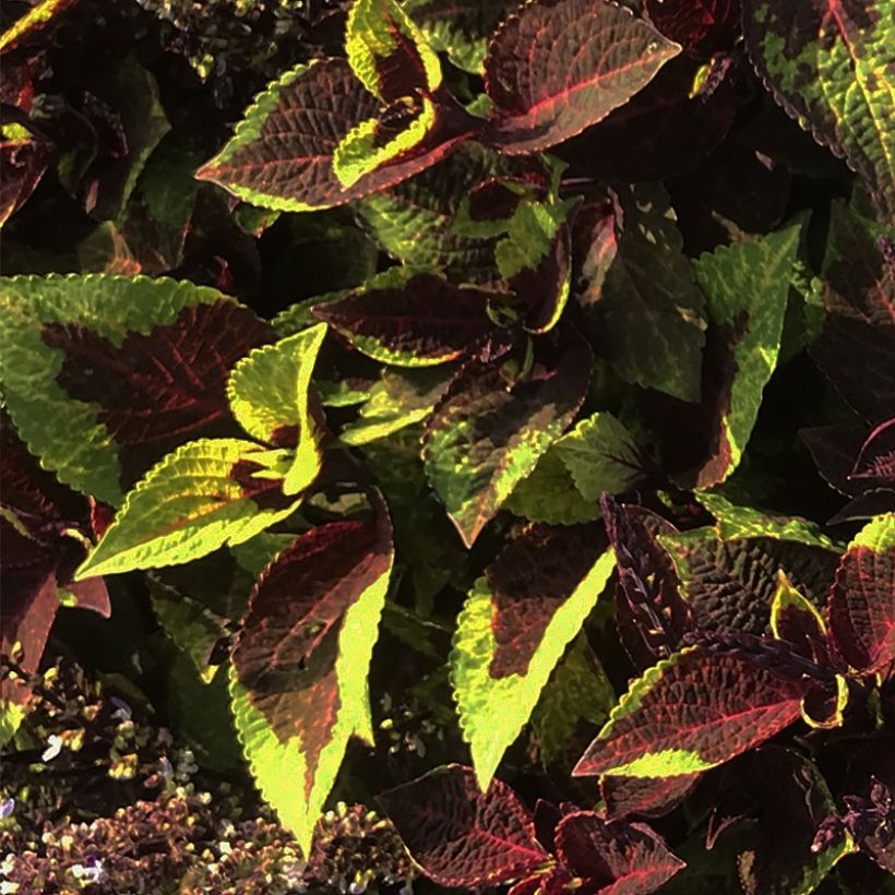 Solenostemon Pineapple Surprise (Foliage)