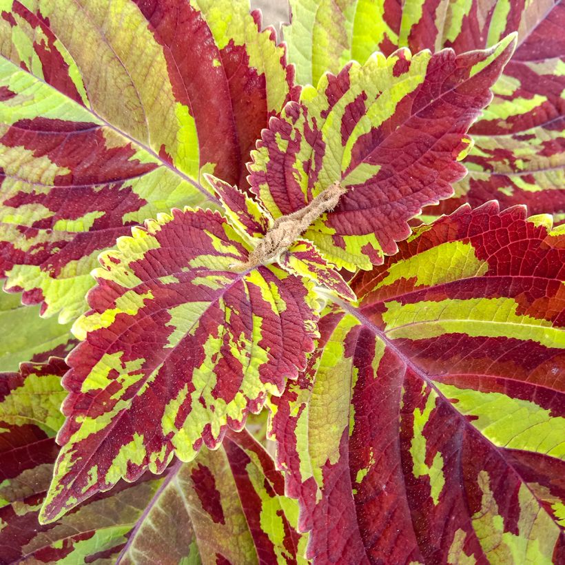 Solenostemon Premium Sun Mighty Mosaic (Foliage)