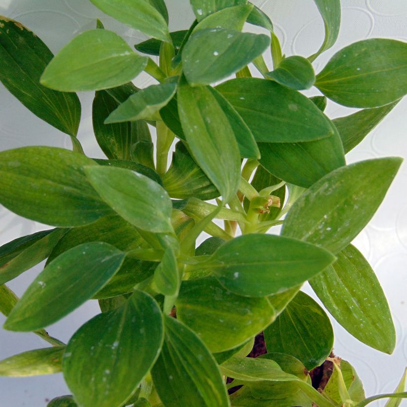 Collection of 3 Alstroemeria Inticancha (Foliage)