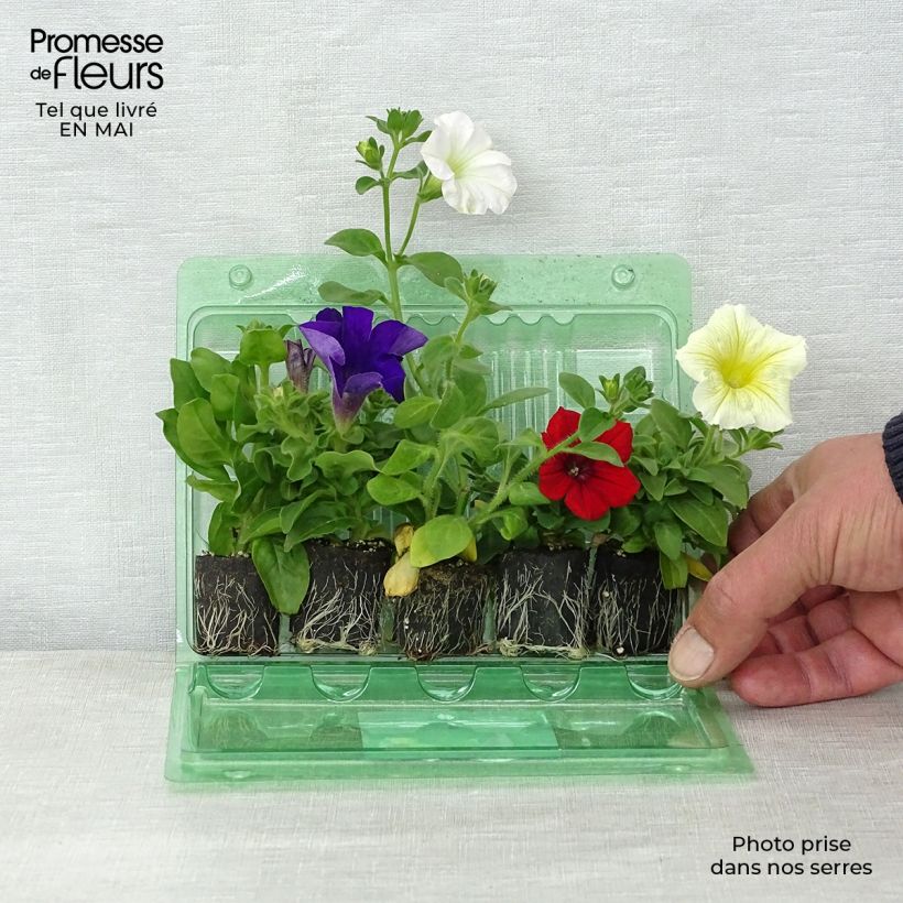 Collection of 5 Petunia Surfinias sample as delivered in spring