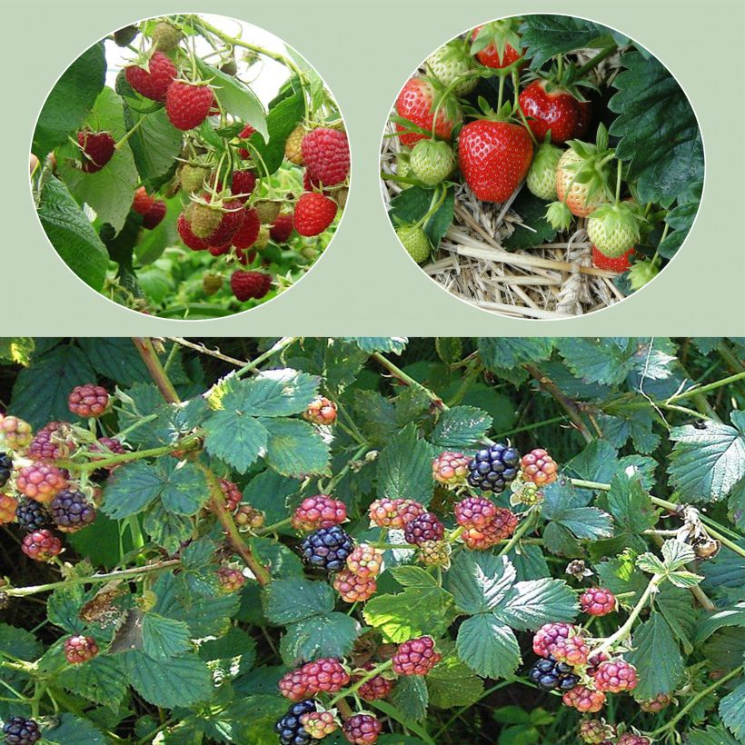 Jam Collection - 3 berries
 (Harvest)