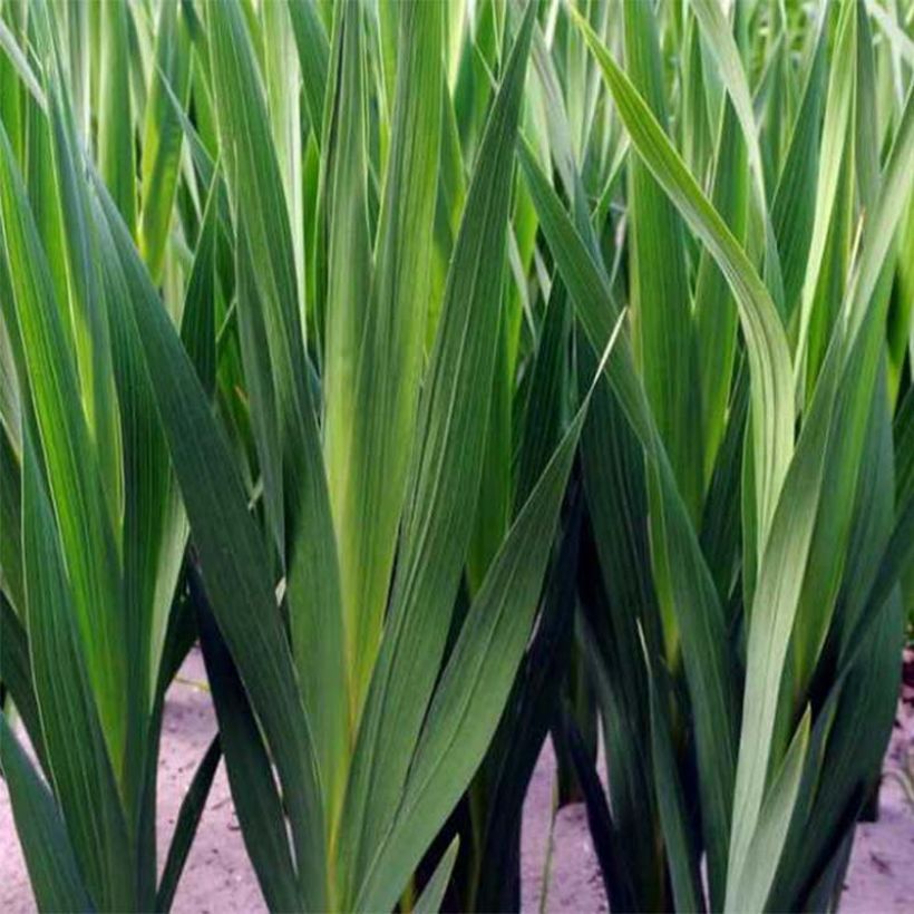 Dwarf Gladiolus Collection (Foliage)