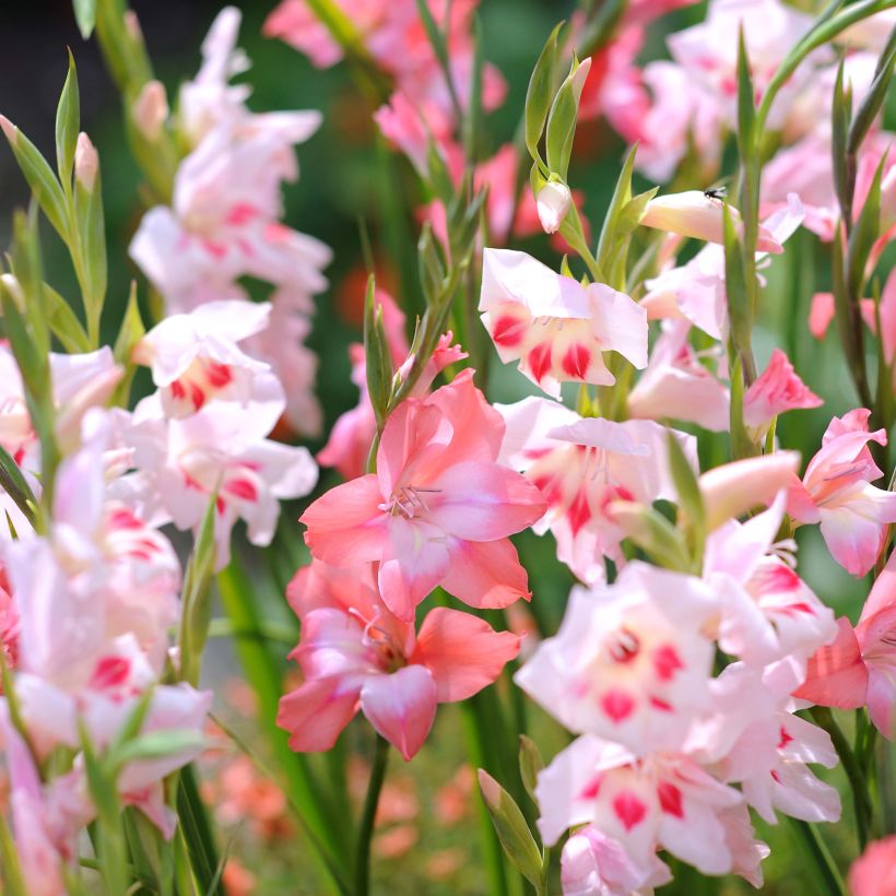 Dwarf Gladiolus Collection (Flowering)