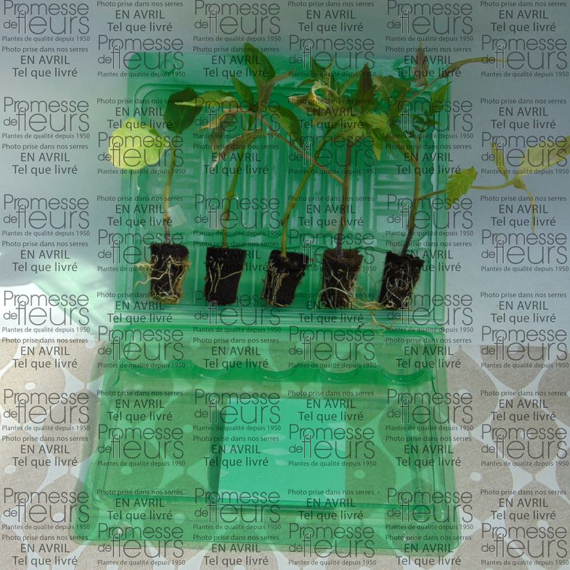 Example of 'Ratatouille Collection' - 5 grafted vegetable plants
 specimen as delivered