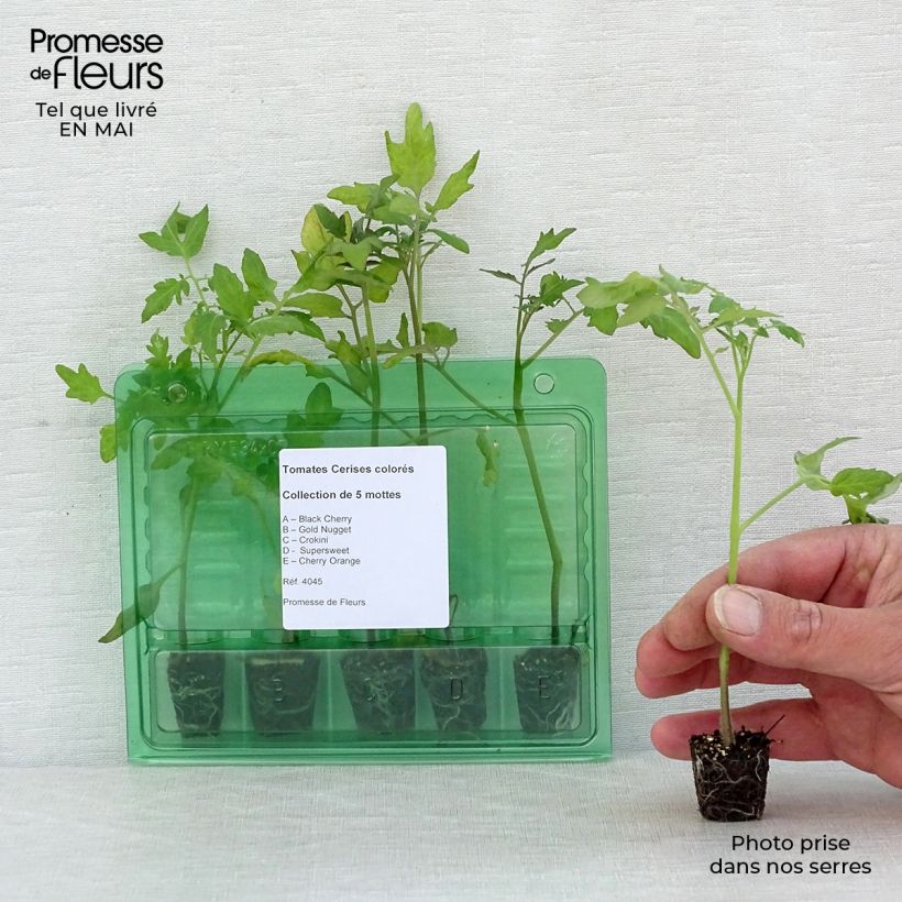 Collection of 5 Colourful Cherry Tomato Plants
 sample as delivered in spring