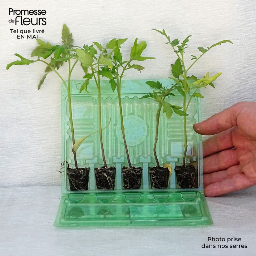 Collection of 5 Essential Young Tomato Plants  sample as delivered in spring