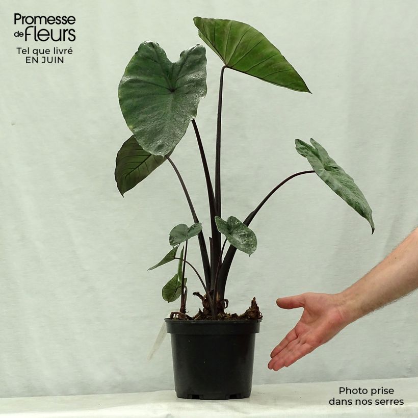 Colocasia esculenta Black Stem 3L/4L pot sample as delivered in summer