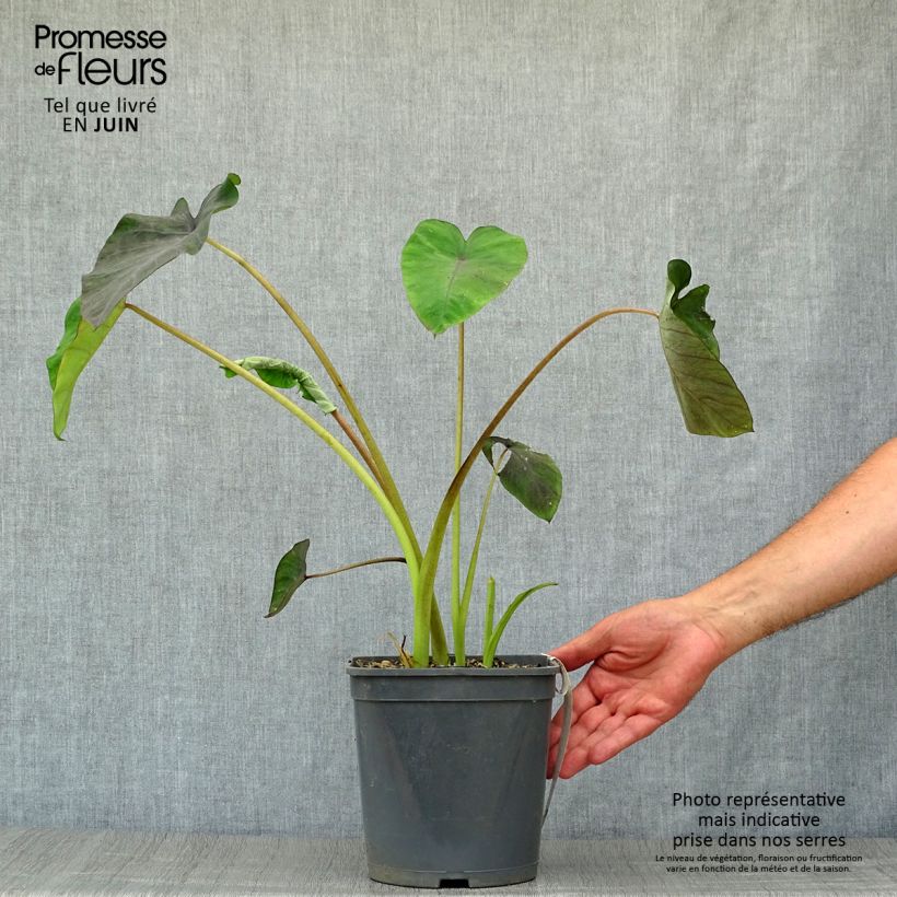 Colocasia esculenta Black magic 4L/5L pot sample as delivered in summer