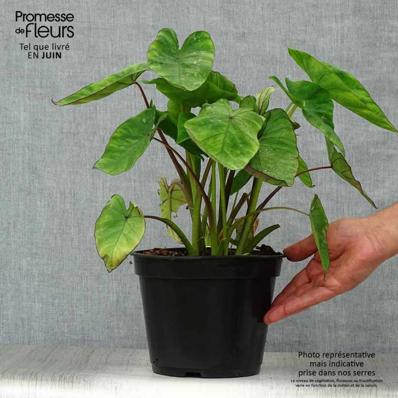 Colocasia Blue Hawaii - Elephant Ears 4L/5L pot sample as delivered in summer