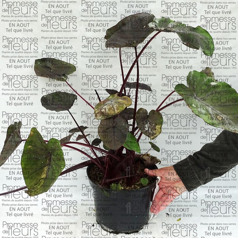 Example of Colocasia Dragon Heart Gigantes - Elephants Ear 4L/5L pot specimen as delivered