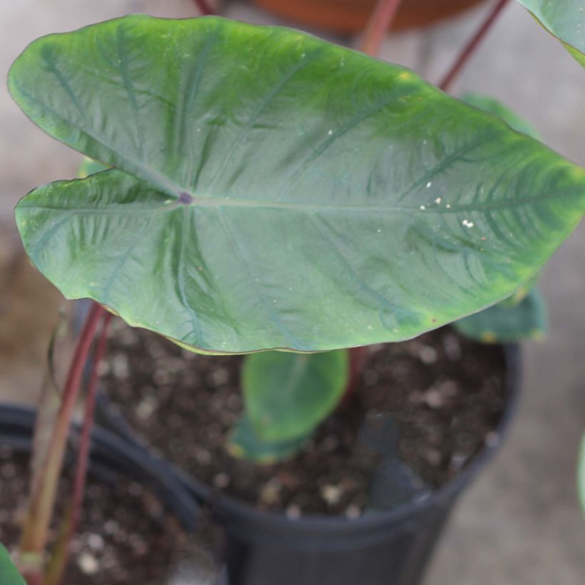 Colocasia Hawaiian Punch - Elephant Ears (Foliage)