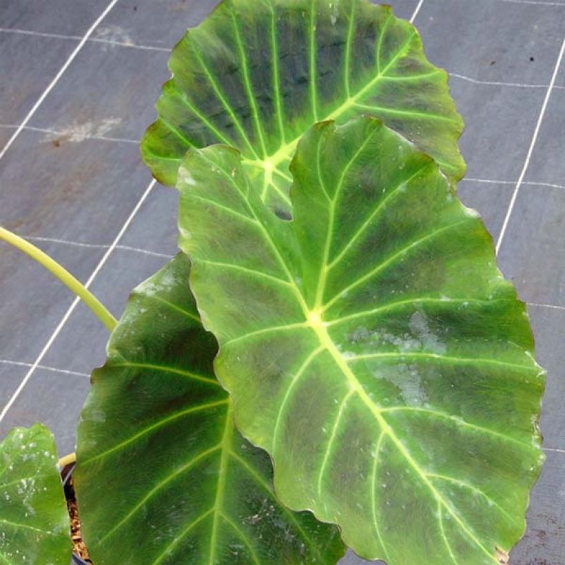 Colocasia Imperial Gigante - Elephants Ear (Foliage)