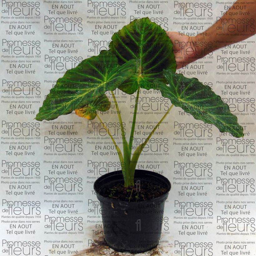 Example of Colocasia Imperial Gigante - Elephants Ear specimen as delivered