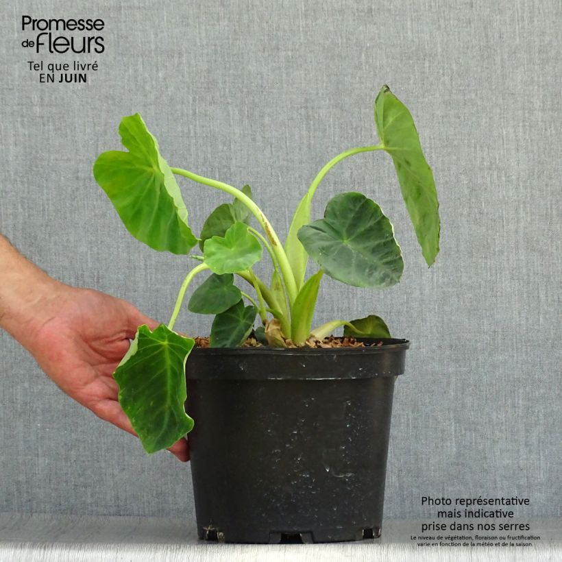 Colocasia esculenta Jacks Giant 3L/4L pot sample as delivered in summer