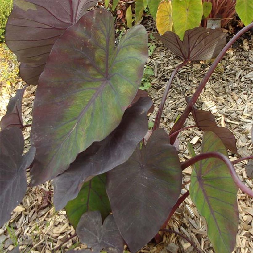 Colocasia Madeira (Foliage)