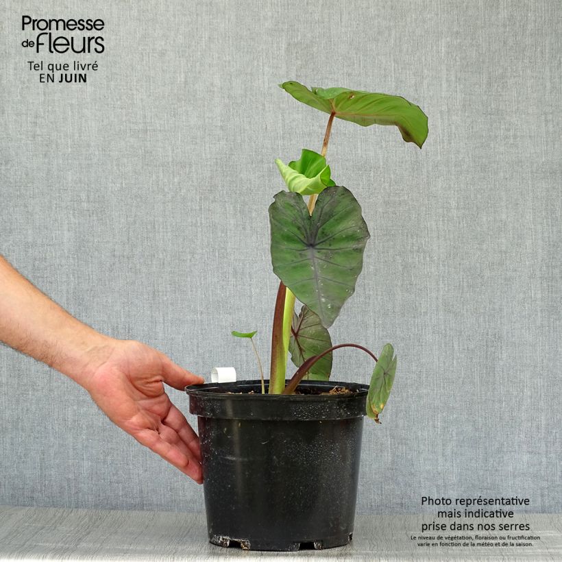 Colocasia Madeira 3L/4L pot sample as delivered in summer