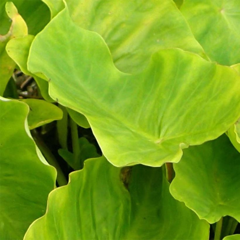 Colocasia Maui Gold - Elephant Ears (Foliage)