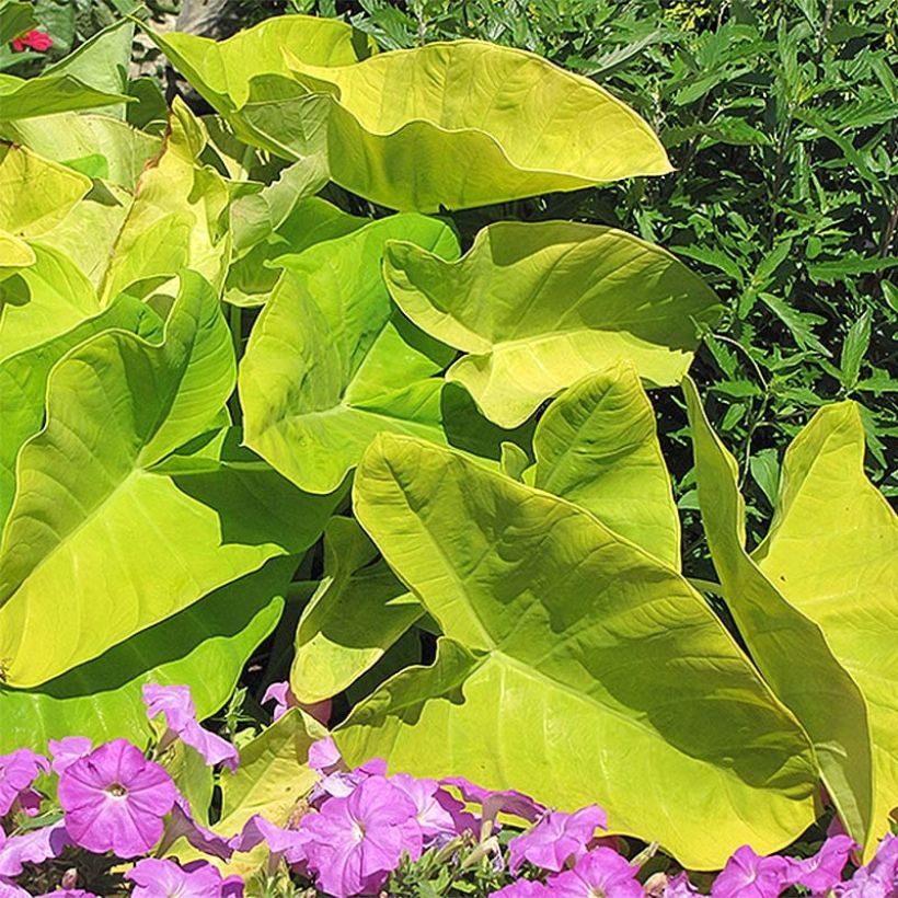 Colocasia Maui Gold - Elephant Ears (Plant habit)