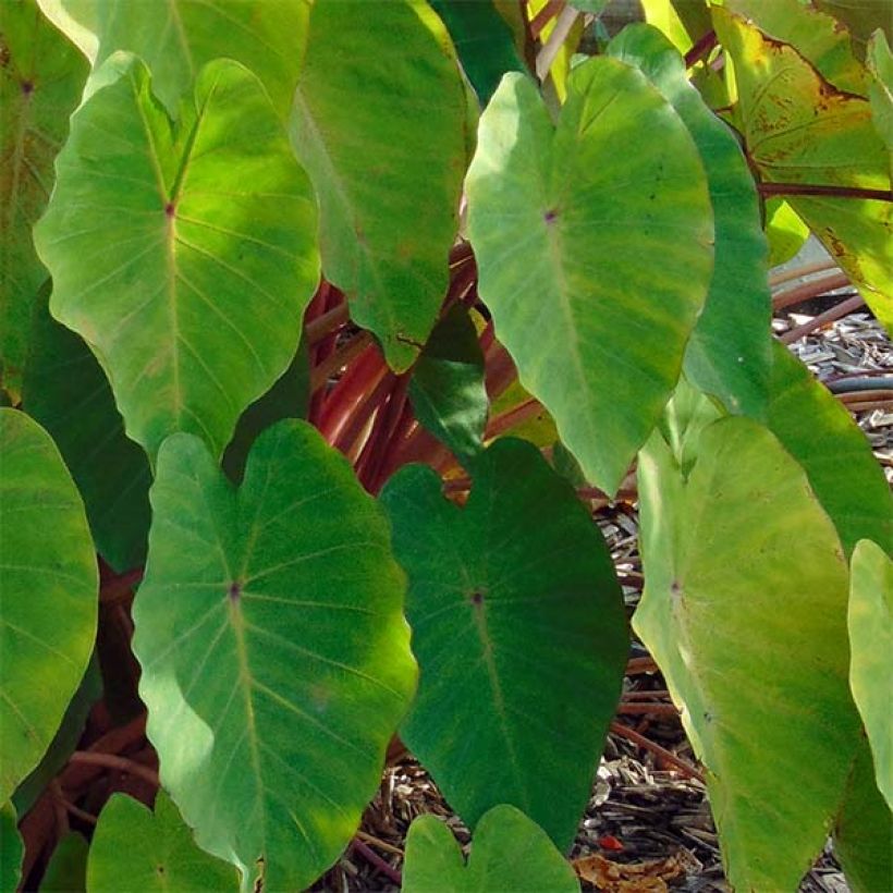 Colocasia Pink China (Foliage)