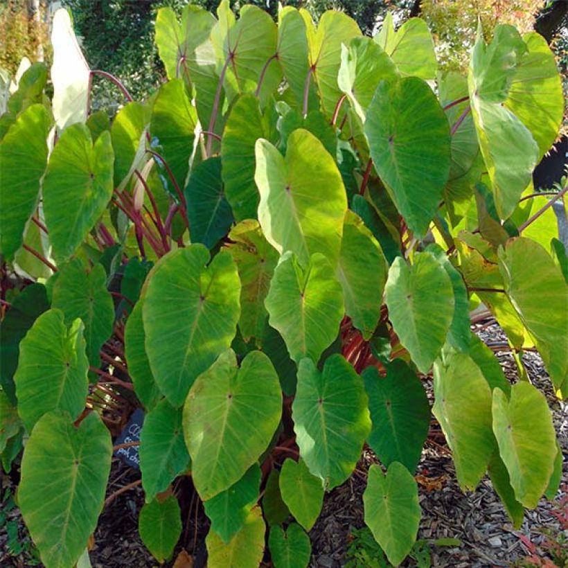 Colocasia Pink China (Plant habit)