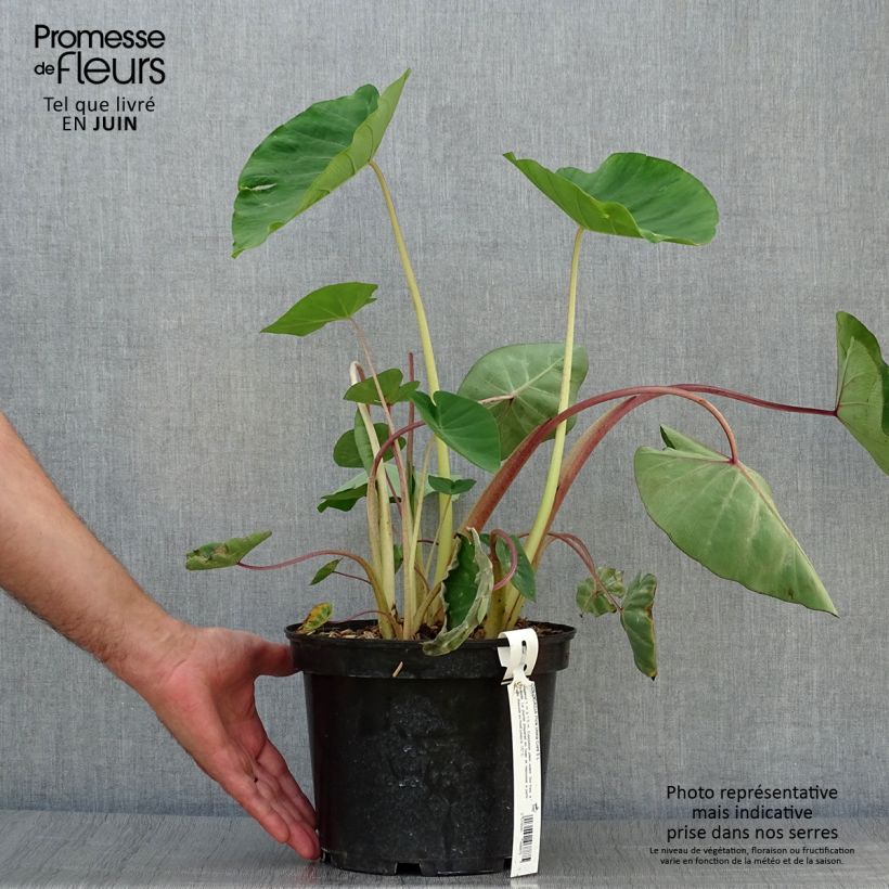 Colocasia Pink China 3L/4L pot sample as delivered in summer