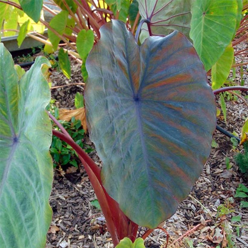 Colocasia esculenta Sangria (Foliage)