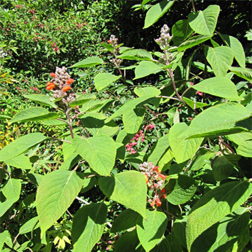 Colquhounia coccinea (Foliage)