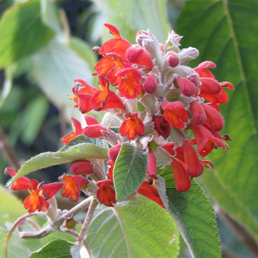 Colquhounia coccinea (Flowering)