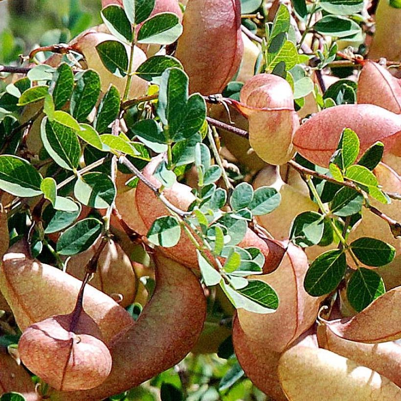 Colutea arborescens (Foliage)