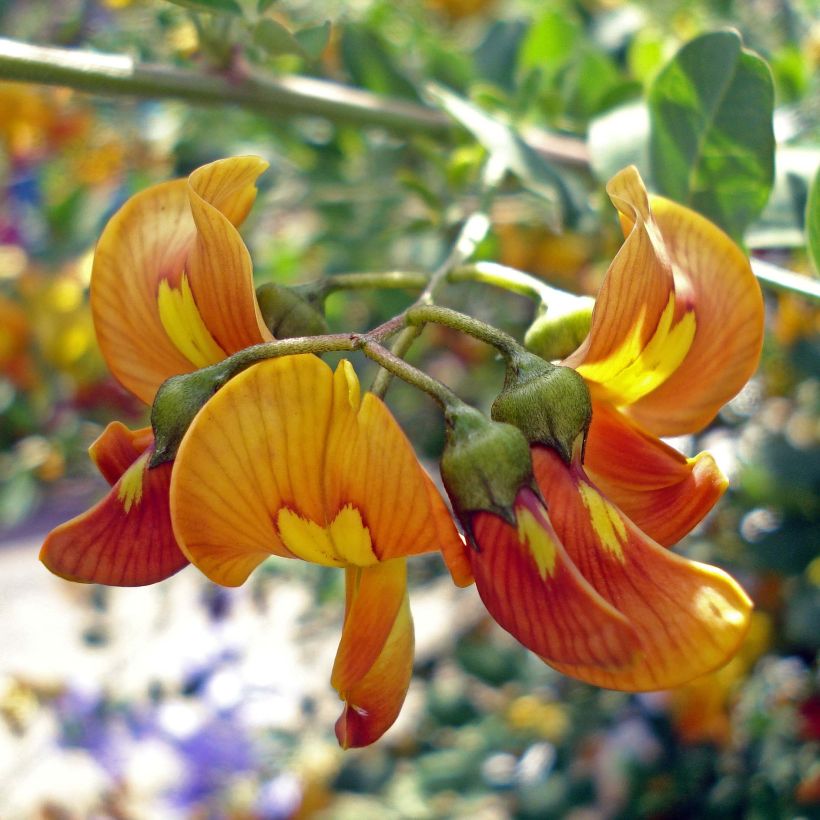 Colutea arborescens (Flowering)