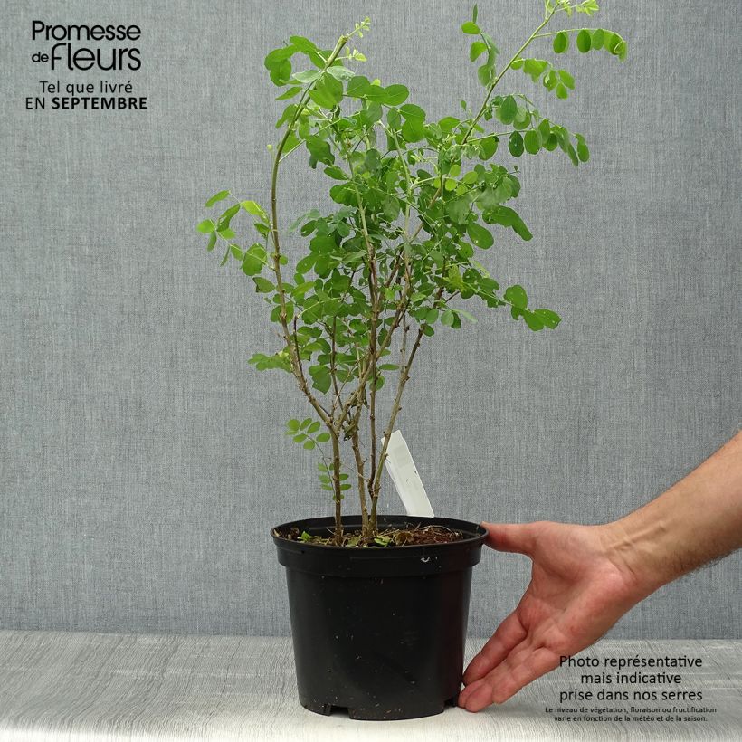 Colutea arborescens 2L/3L pot sample as delivered in autumn