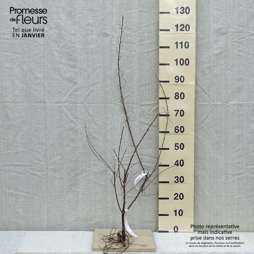Colutea arborescens Bare root sample as delivered in winter