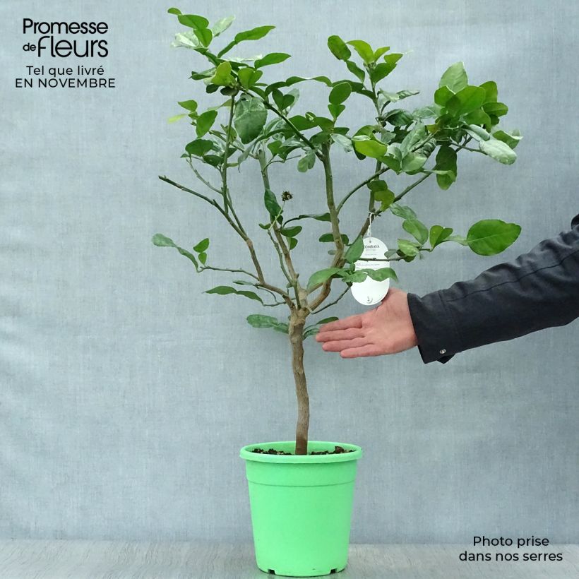 Citrus hystrix - Kaffir Lime 2L/3L pot, Bush sample as delivered in autumn