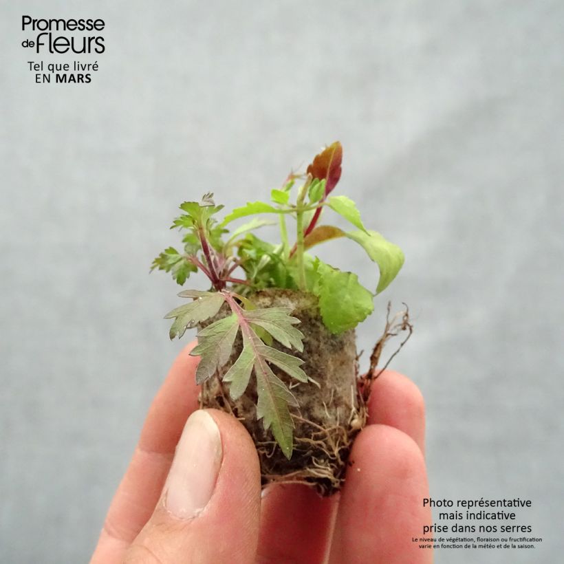 Bee Fabulous Blend - Blend of 3 young plants Plug plant 3/4cm sample as delivered in spring