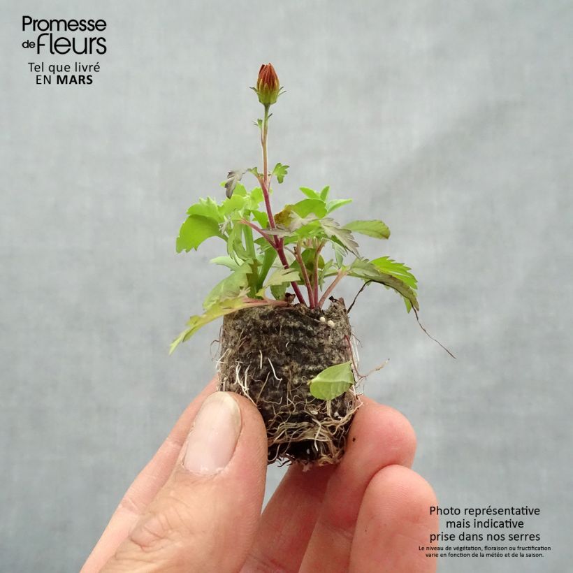 Bee Licious Blend - Collection of 3 young plants Plug plant 3/4cm sample as delivered in spring