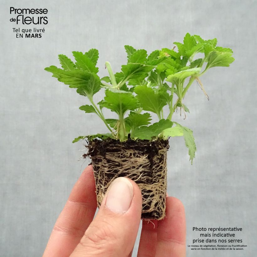 The Belle Epoque collection - Verbena Mixture Plug plant 3/4cm sample as delivered in spring