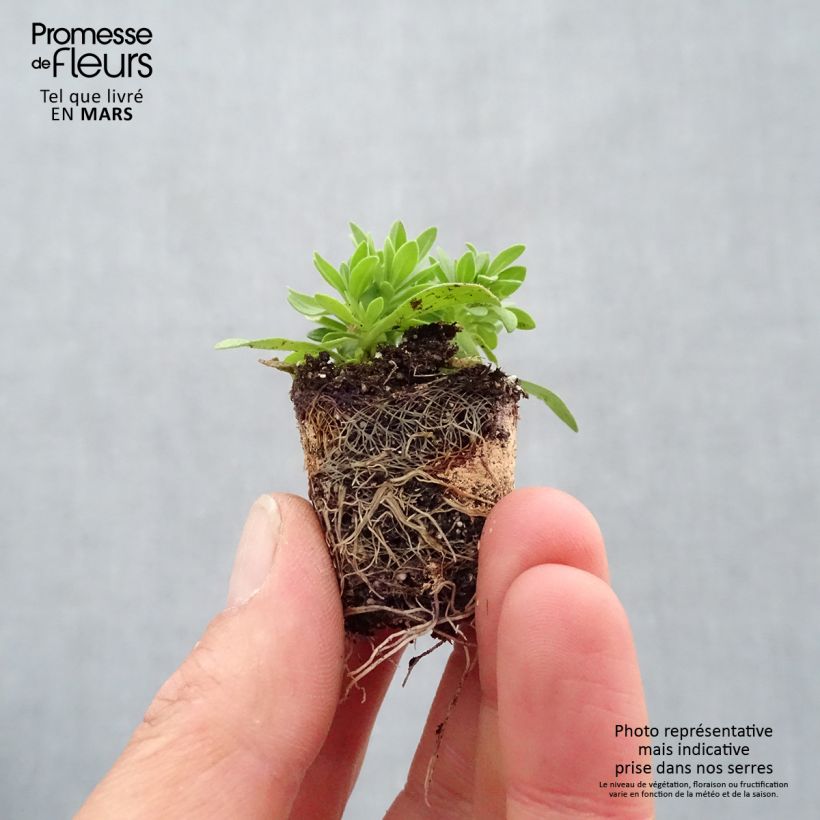 Cabaret Pink Paradise Eyes Composition - Composition of 3 Calibrachoa Plug plant 3/4cm sample as delivered in spring