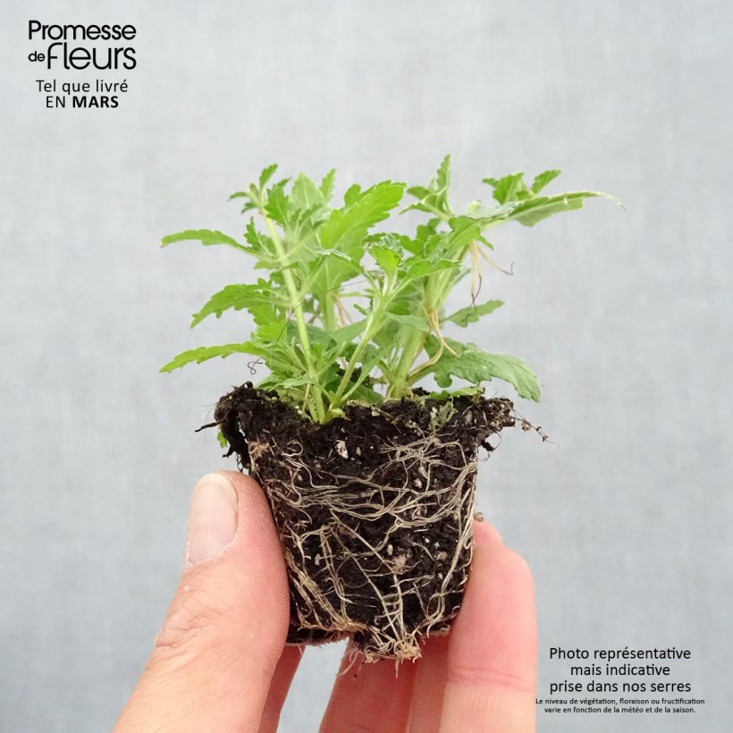 Do you lilac it - Composition of 3 annual plants Plug plant 3/4cm sample as delivered in spring