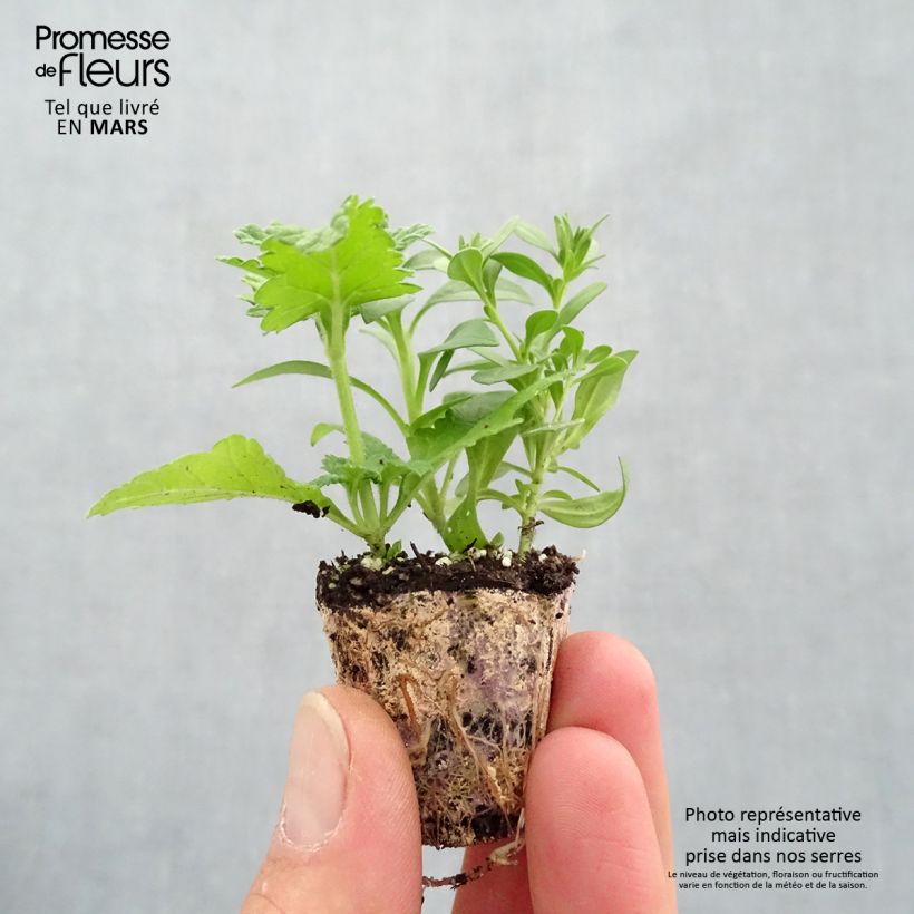 Power Play Mix - Mix of 3 annual plants Plug plant 3/4cm sample as delivered in spring