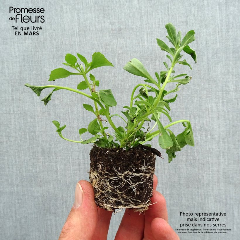 Romance 20 Composition - Group of 3 annual plants Plug plant 3/4cm sample as delivered in spring
