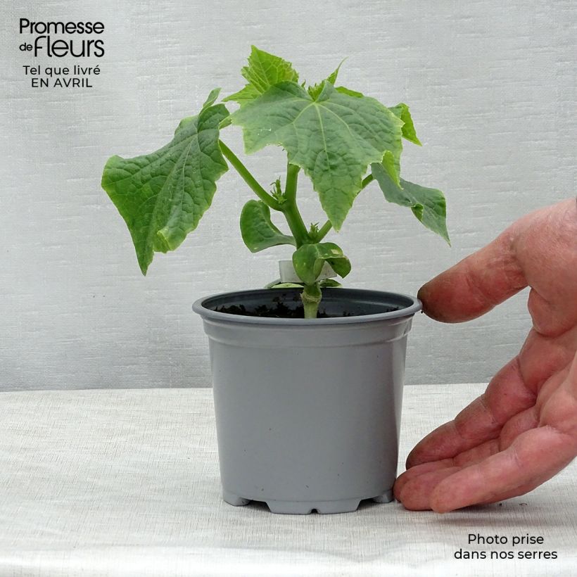 Grafted Cucumber Crokdelis F1 plants - Cucumis sativus 10cm/11cm pot sample as delivered in spring
