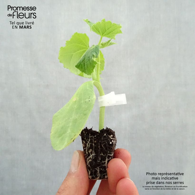 Grafted Cucumber Crokdelis F1 plants - Cucumis sativus Plug plant 3/4cm sample as delivered in spring