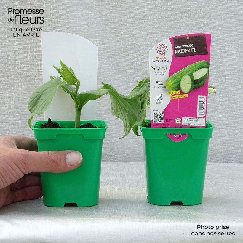 Cucumber Raider F1 plants - Cucumis sativus 10cm/11cm pot sample as delivered in spring