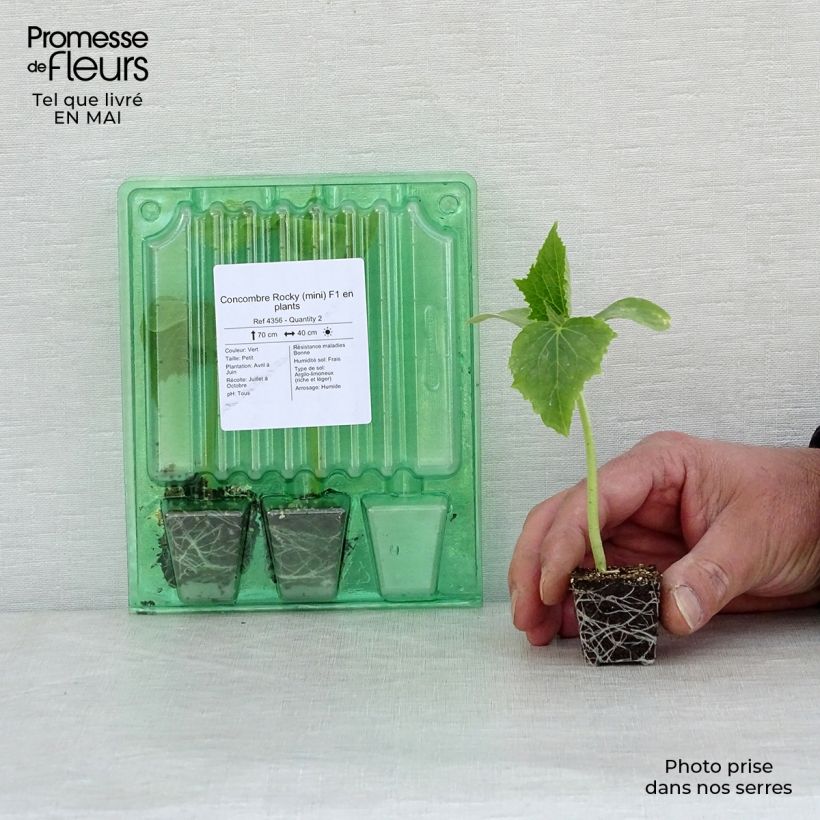 Cucumber Rocky F1 plants - Cucumis sativus Plug plant 3/4cm sample as delivered in spring