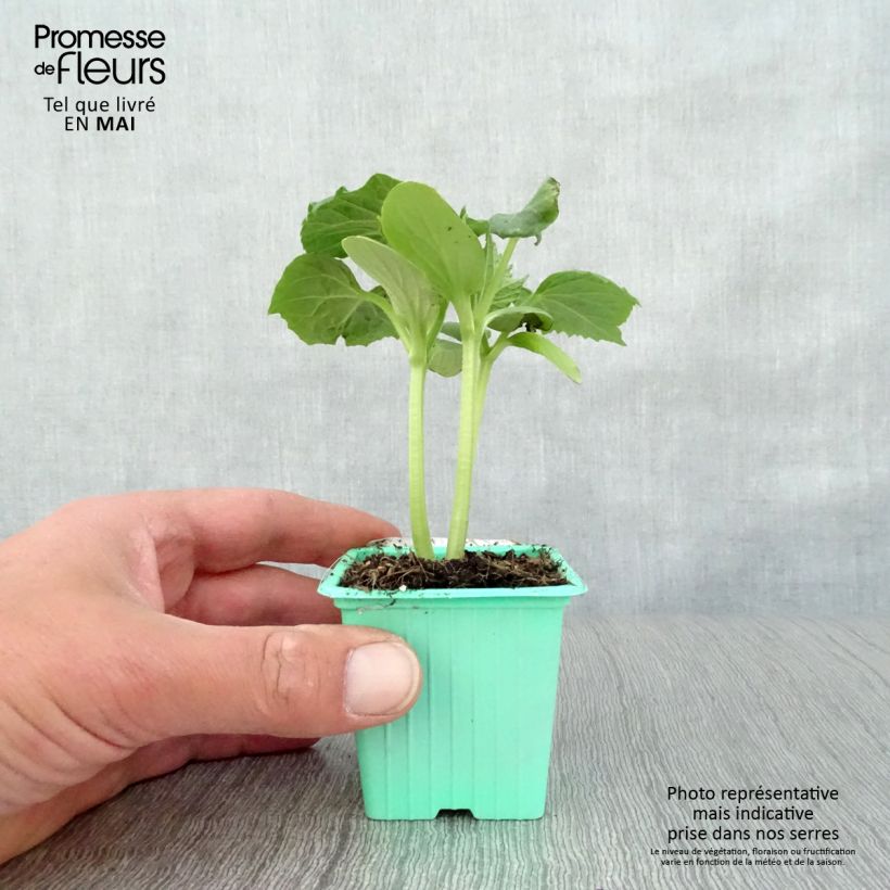 Cucumber Tanja - Cucumis sativus 7/8 cm pot sample as delivered in spring