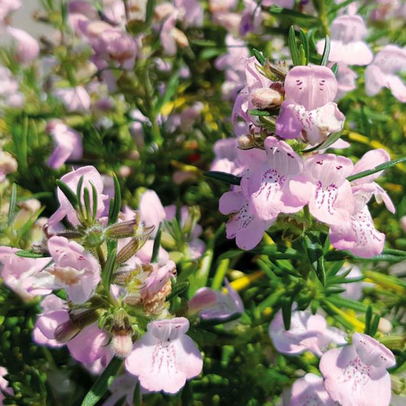 Conradina Little Rosie (Flowering)