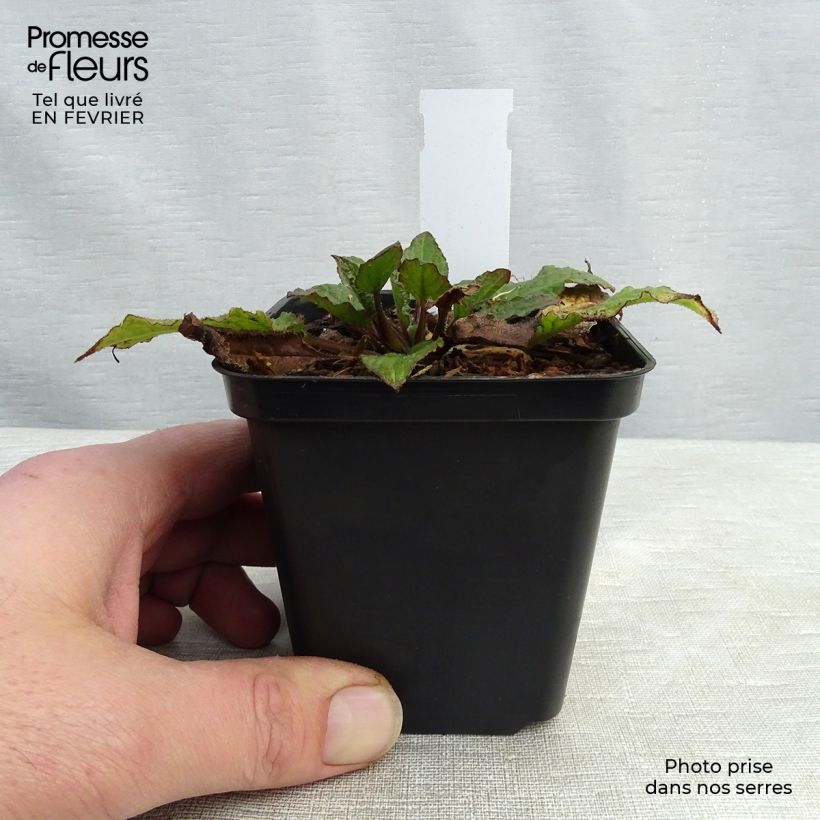 Symphytum azureum  8/9 cm pot sample as delivered in winter